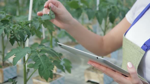 Close Up Shooting Hands of Expert Checks Condition of Tomato Leaves