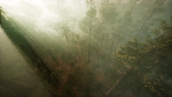 Drone Breaking Through the Fog To Show Redwood and Pine Tree