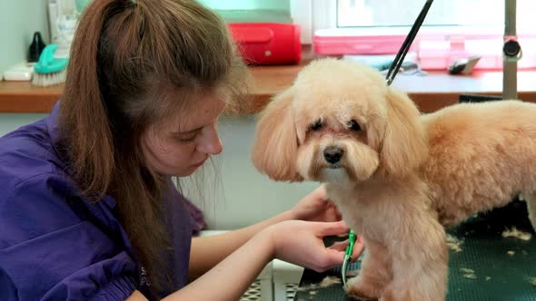 A Young Beautiful Woman Hairdresser Cuts the Paws of a Small Maltipoo Dog in a Grooming Salon