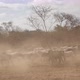 Kenya Goats Audio - VideoHive Item for Sale
