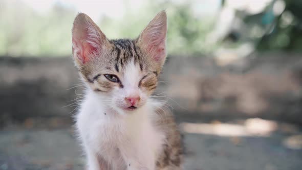 Little Cat With Sick Eye Outdoor Dirty Homeless Kitten Outside Illness Pure Animal