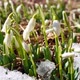 White Snowdrop Flowers in Snow - VideoHive Item for Sale