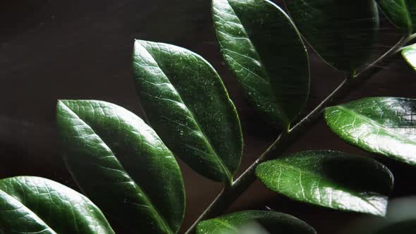 Close-up of water droplets flying on the green leaves of a houseplant in slow motion