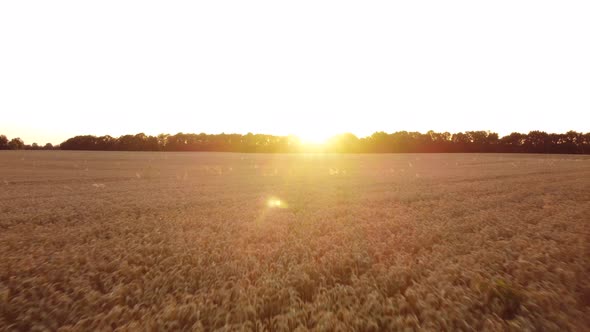 Field with Wheat at Sunset