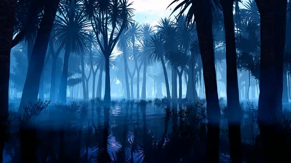 Palm Forest In The Fog