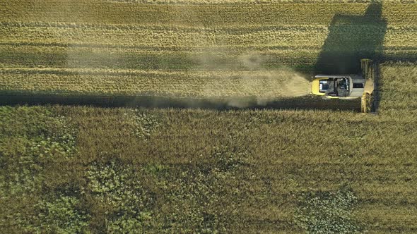 Aerial Drone Footage. Top View Still Shot of Combine Harvester Gathers the Wheat. Harvesting Grain