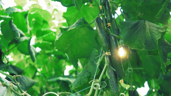 Ripe Cucumbers on a Plant