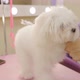 Dog groomer using slicker brush. White maltese, pet grooming salon. - VideoHive Item for Sale