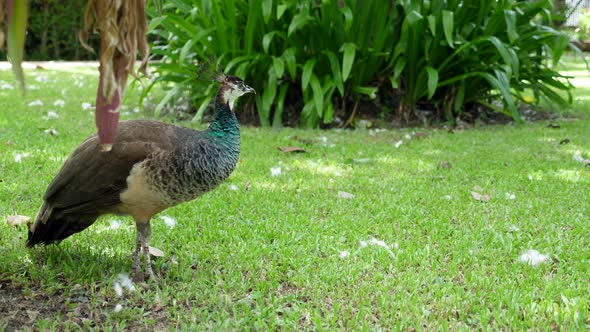 Young Peahen Female Peacock Looking for Food Walking on Green Grass in Garden