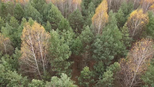 Forest with Trees in the Fall