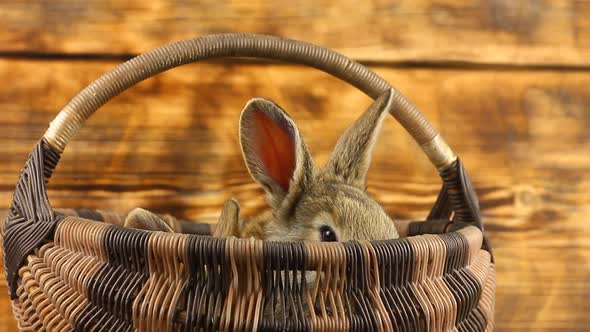 Two Cute Fluffy Affectionate Brown Bunnies Sit in a Wicker Basket and Wiggle Their Ears