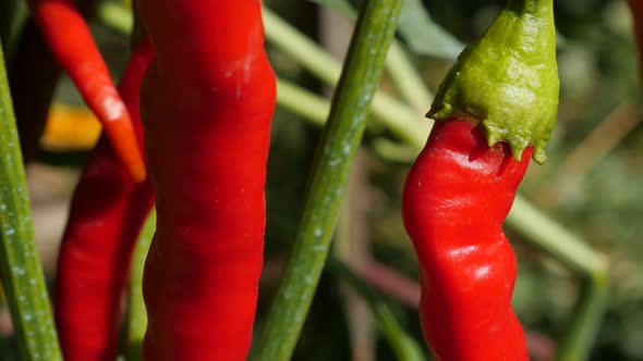 Plantation of chilli peppers  close-up 4K UHD 2160p tilting  footage - Colorful hot organic peppers 