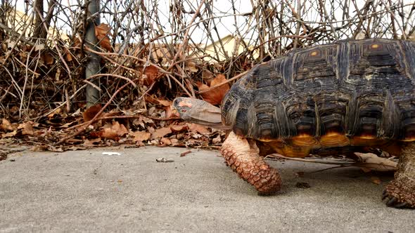 A beautiful pet tortoise walking across frame on a sidewalk in the suburbs.