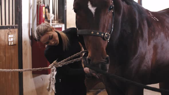 A Woman Brushes a Horse with a Brush