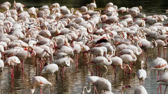 Pink flamingos on the lake