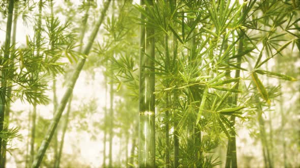 Asian Bamboo Forest with Sunlight