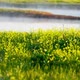Fog Over Blossoming Meadow with Yellow Flowers - VideoHive Item for Sale