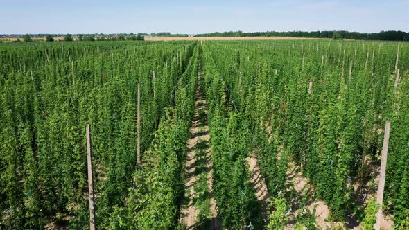 Aerial Over Growing Plantations Of Hops Growing In Rural Field