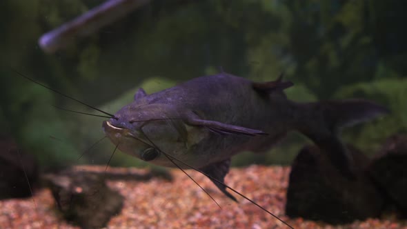 Aquarium catfish black bagrus in a large aquarium