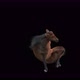 47 Horse Dancing 4K - VideoHive Item for Sale