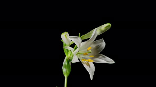 white Lily Flower Blooming