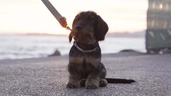 Cute Wirehaired Teckel Puppy  Lovely Sausage Dog Near the Sea