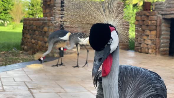 beautiful grey crown crane african bird three