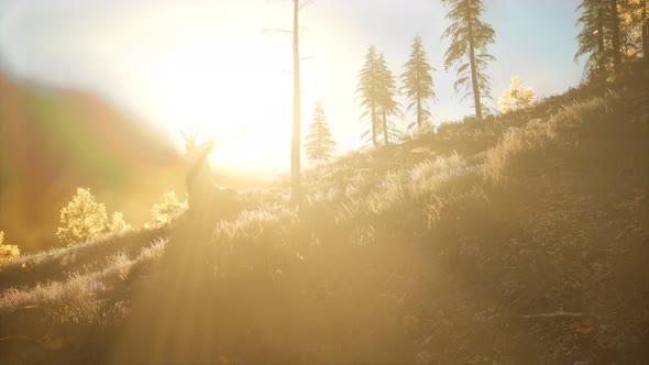 Deer Male in Forest at Sunset