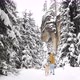 Man Walking With His Dog In Beautiful Winter Nature - VideoHive Item for Sale