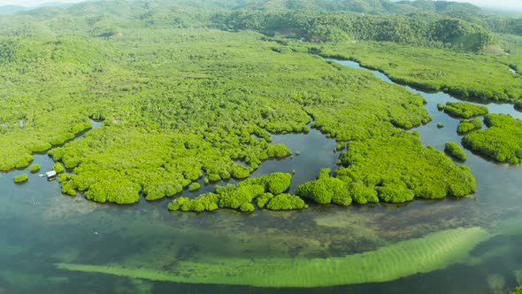 Aerial View of Mangrove Forest and River