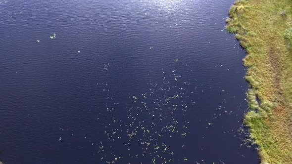 Drone footage of aquatic plants in a swamp lake. Camera tilting down revealing the water lilys and o