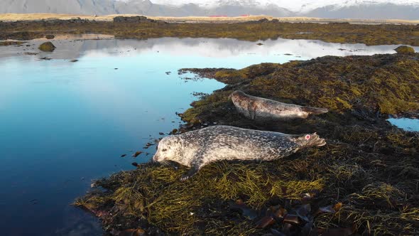 Sea Lions