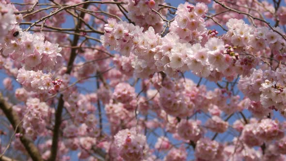 Spring Season Scene with Pink Blossom