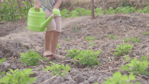 Asian little child boy preschool growing to learn watering the plant tree outside