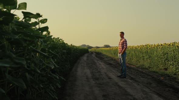 Agronomist Inspecting Sunflower Harvest in Sunlight