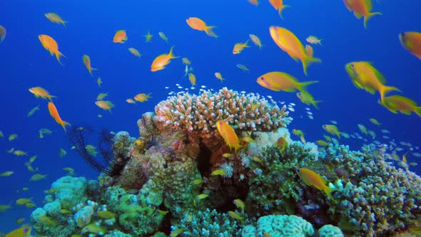 Scalefin Anthias and Blue-Green Fish