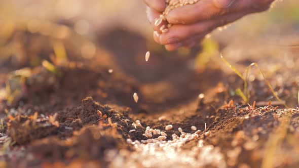 Planting Seeds