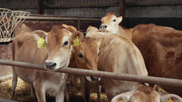 Cows Staying Inside a Closed Stable By the Barn with Dry Hays on the Floor