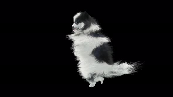 Dog Dancing 4K