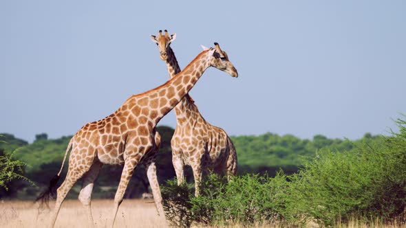 African Giraffes On Central Kalahari Habitat In Nature Reserve In Botswana, Southern Africa. Selecti