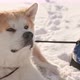 Young man with Akita Inu dog in park. Snowy winter background. Sunny day. - VideoHive Item for Sale