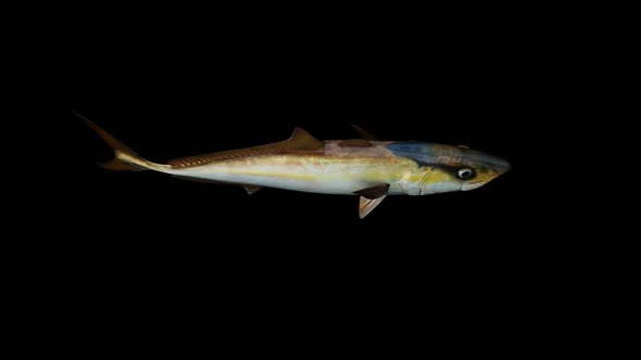 Amberjack Fish Top View alt