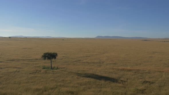 Aerial view of an Acacia tree on open plains