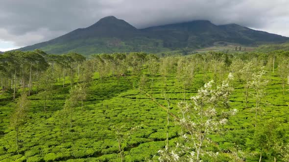 Lush green landscape of tea plantation in Tambi Wonosobo, Java Indonesia, aerial