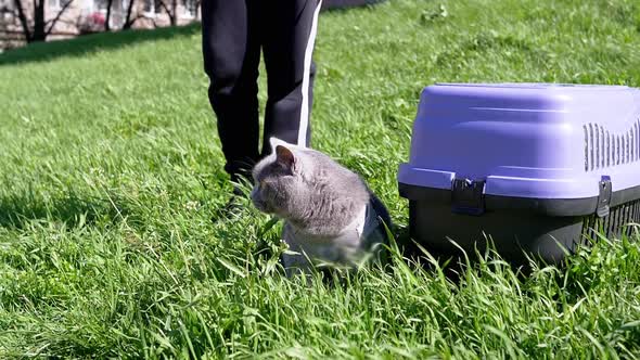 Child Walking a Fat Gray British Cat on a Leash in Open Air in Thick Grass