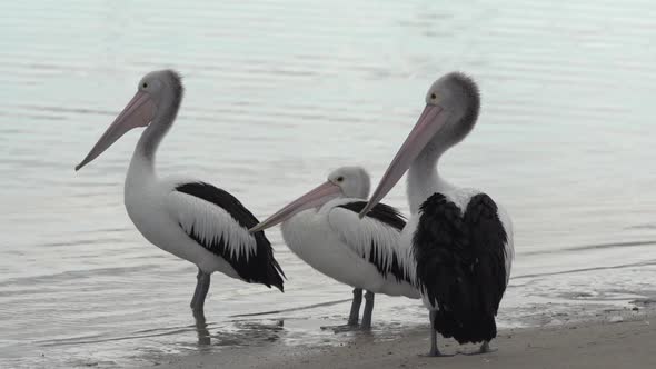 Three Pelicans on The Beach in Kalbarri