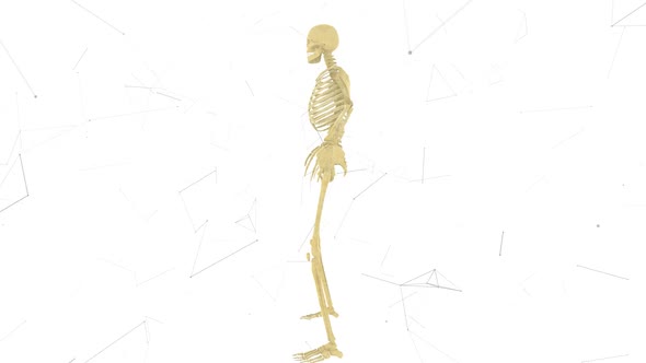 Man Skeleton System V2 Hd