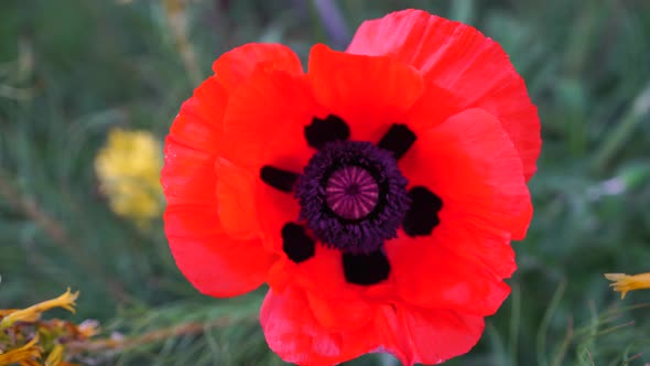 One Red Poppy Extremely Close Up of Petal Flower