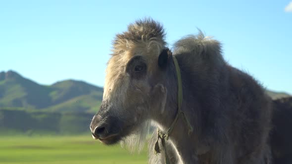 Hornless Hybrid Tibetan Cattle