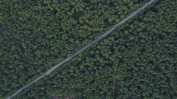 Aerial view flying over a dirt forest road green trees of dense woods growing both sides. 